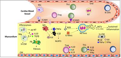 The Role of Leukocytes in Diabetic Cardiomyopathy